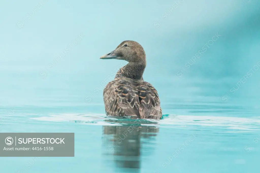 Female Common Eider duck (Somateria mollissima) swimming in glacial water, Jokulsarlon Lagoon, Iceland