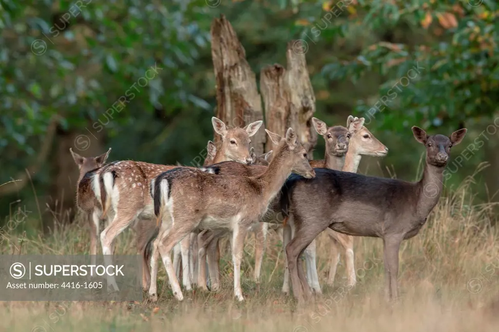 Fallow Deer (Dama dama) hinds and young during rut, Holkham, Norfolk, England