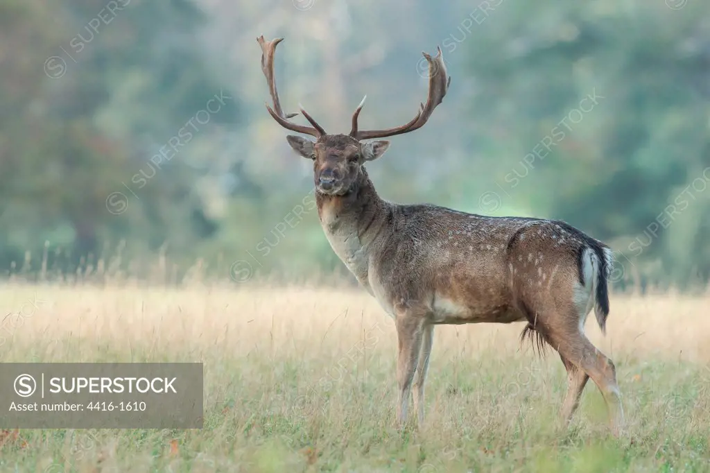 Fallow Deer (Dama dama) stag during rut, Holkham, Norfolk, England