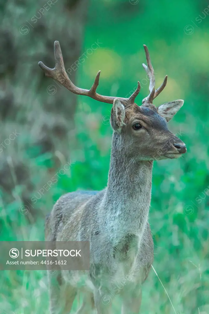Fallow Deer (Dama dama) stag during rut, Holkham, Norfolk, England