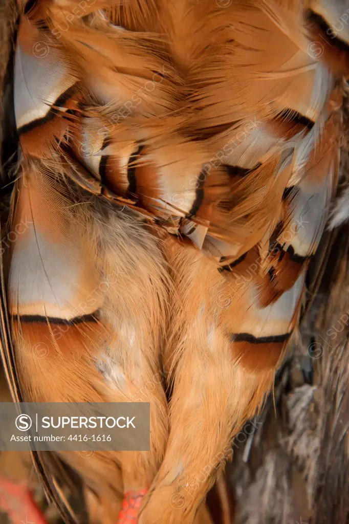 Close-up of Red-legged Partridge (Alectoris rufa), Norfolk, England