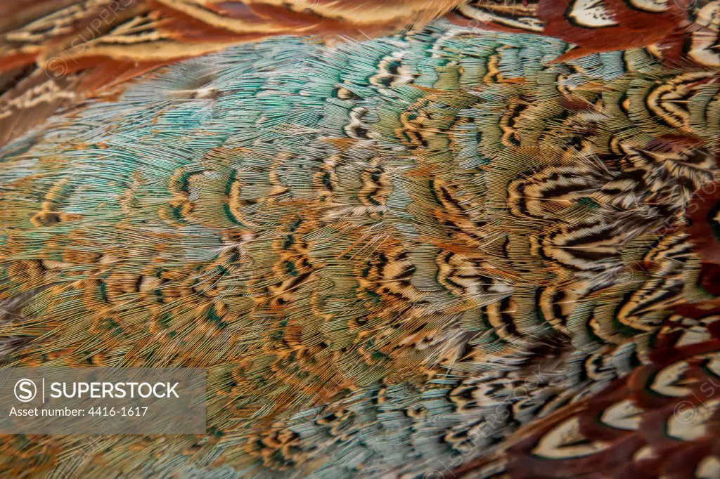 Detail of American Blue Backed Pheasant feathers, Norfolk, England