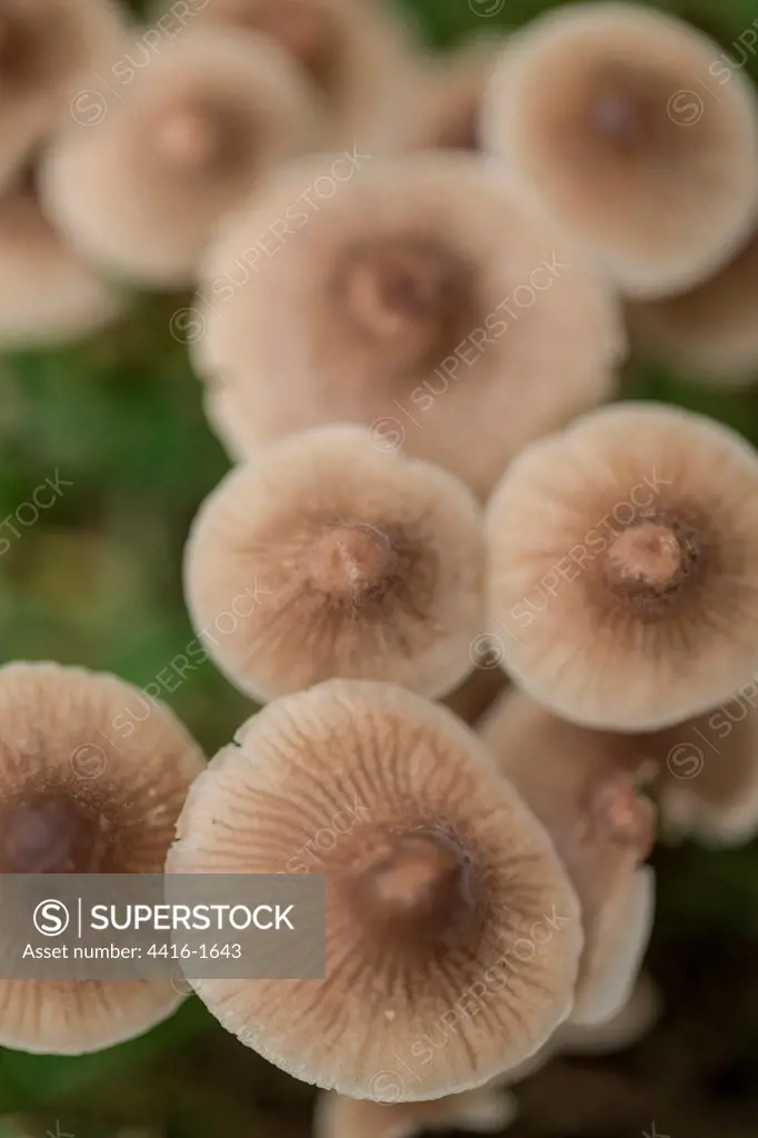 Milk-drop Mycena (Mycena galopus) cluster of caps on green lawn, Norfolk, England
