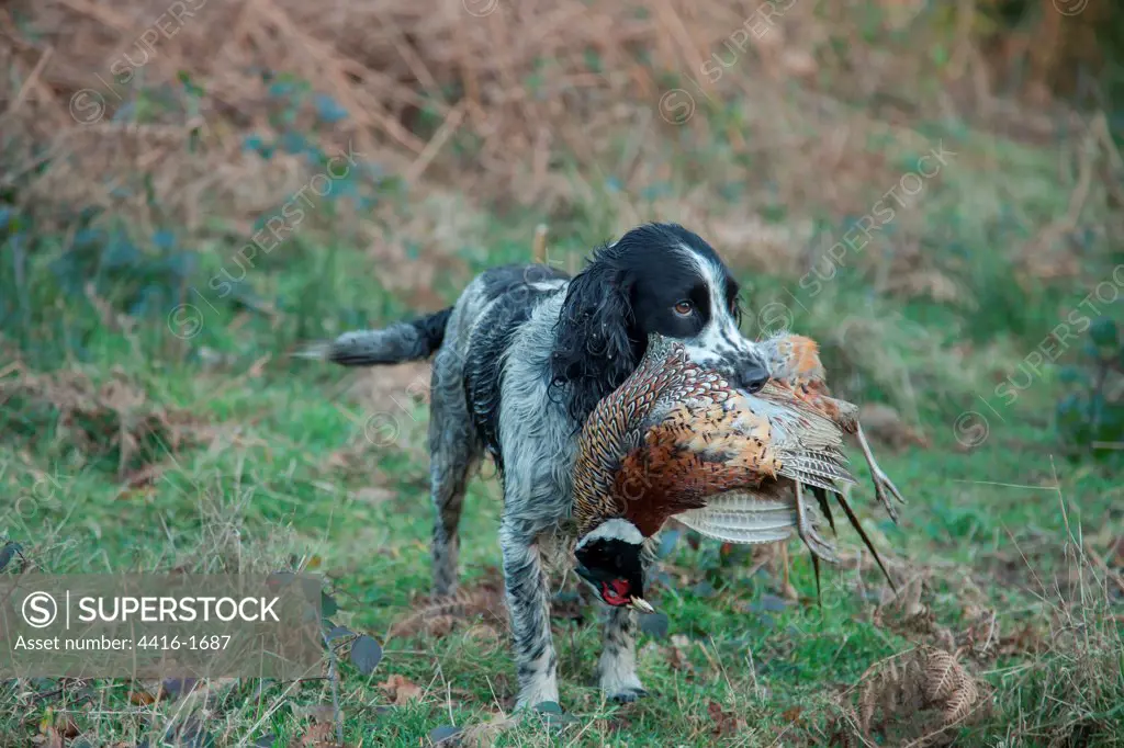 England, Norfolk, Cocker Spaniel retrieving pheasant during Pheasant Hunt