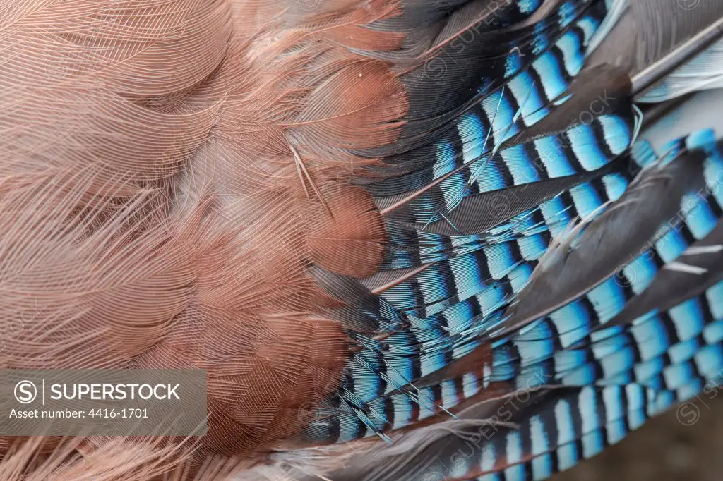 England, Norfolk, Eurasian Jay's (Garrulus glandarius) wing feathers