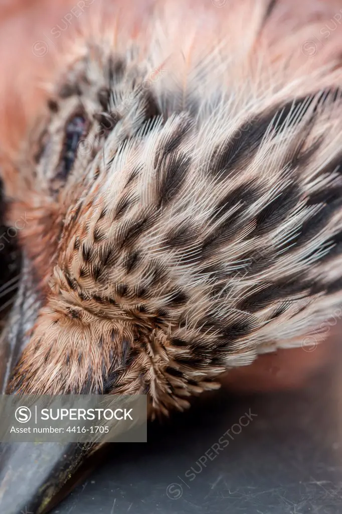 England, Norfolk, Eurasian Jay's (Garrulus glandarius) head feathers