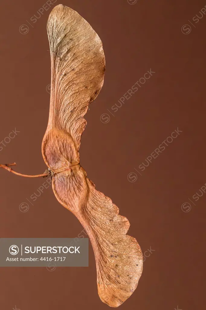 England, Norfolk, Sycamore seed (Acer pseudoplatanus)