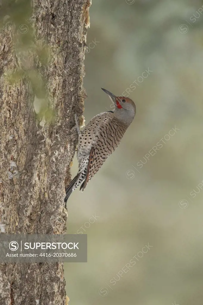 Northern Flicker,  Colaptes auratus, isolated background, North America, Montana