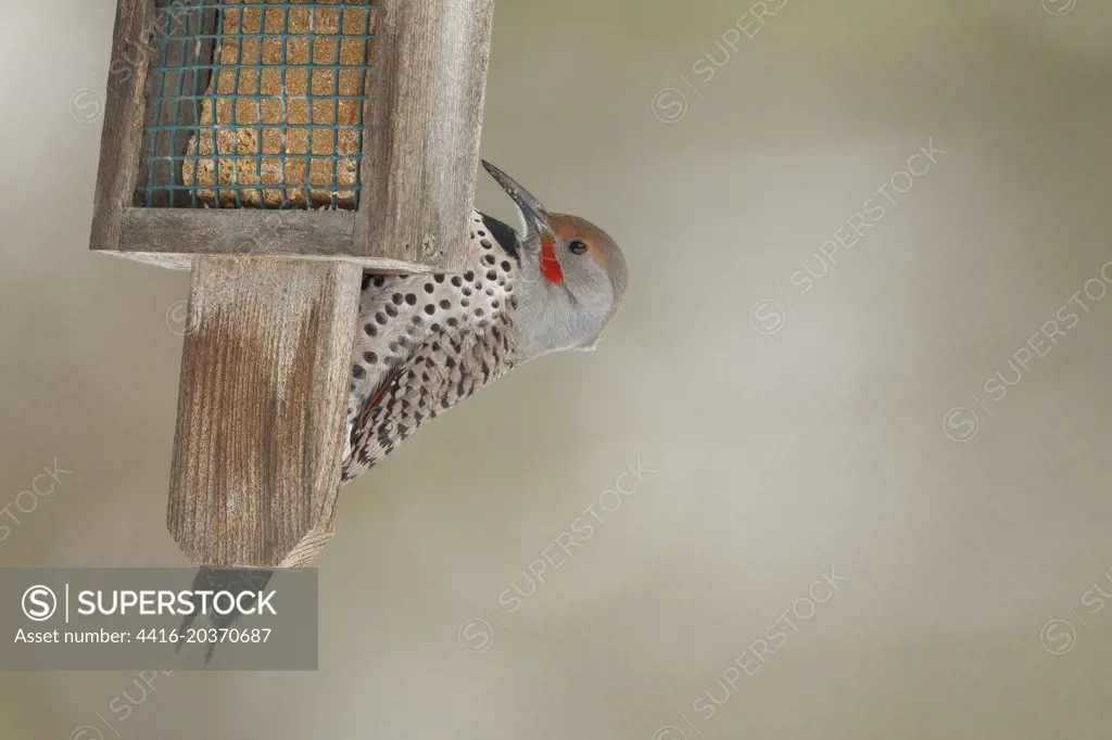 Northern Flicker, Colaptes auratus, isolated background, on suet feeder North America, Montana