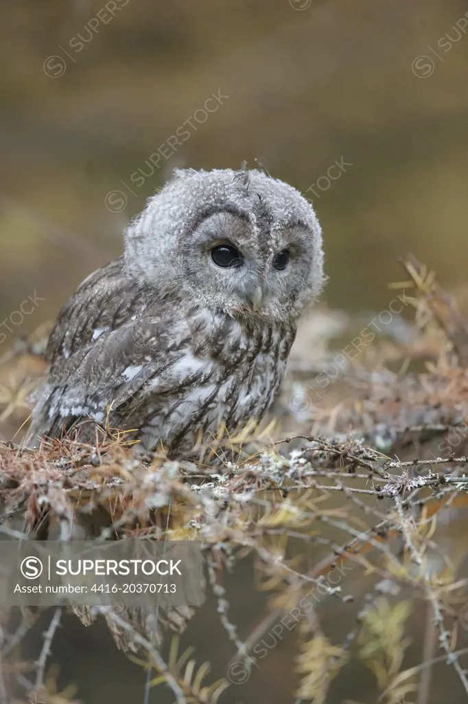 Tawny Owl, Strix aluco, isolated pine tree forest background. Captive bred. Juvenile. Czech Republic