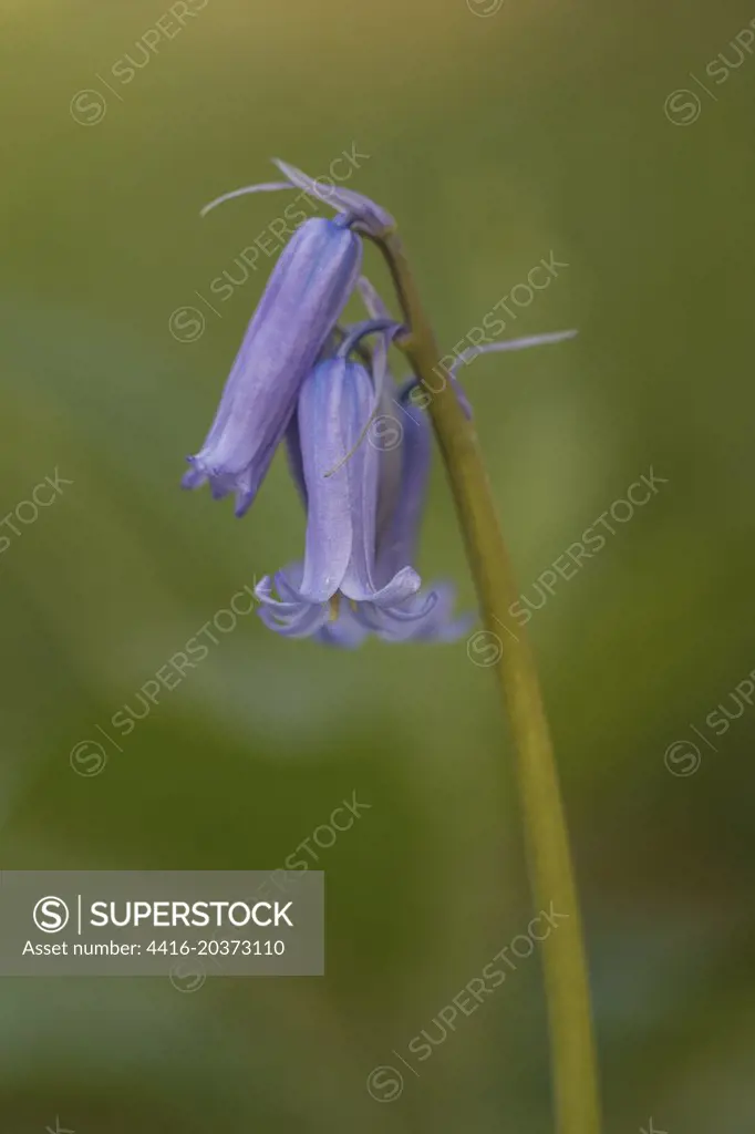 Bluebell, Hyacinthoides non- scripta. Sungle stem, isolated background. Woodland setting Norfolk UK