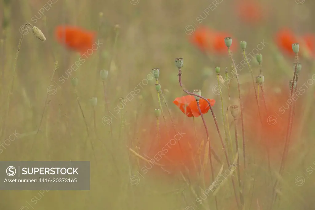 Field Poppy, Isolated background. Norfolk UK