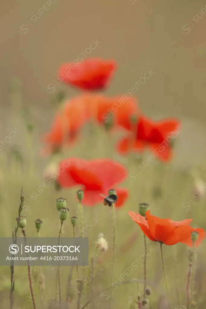  Field Poppy, Isolated background. Norfolk UK