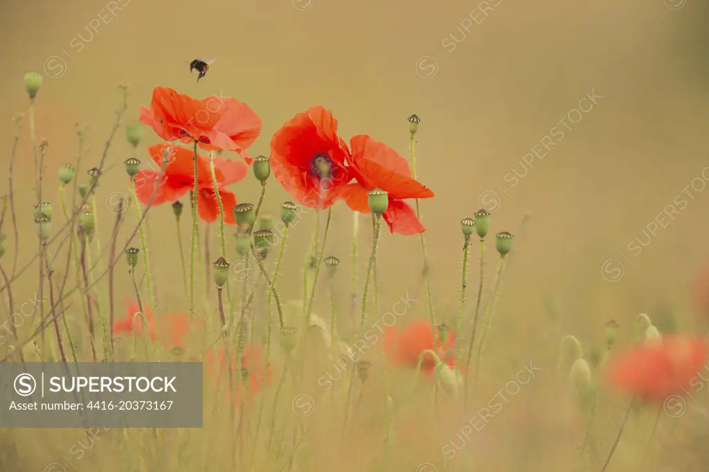 Common Field Poppies (Papaver rhoeas)with bumble bee, poppy seed heads, isolated background. Norfolk UK