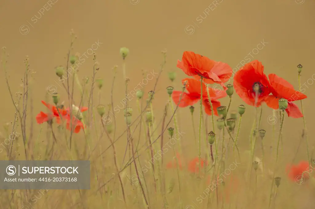 Field Poppy, Isolated background. Norfolk UK