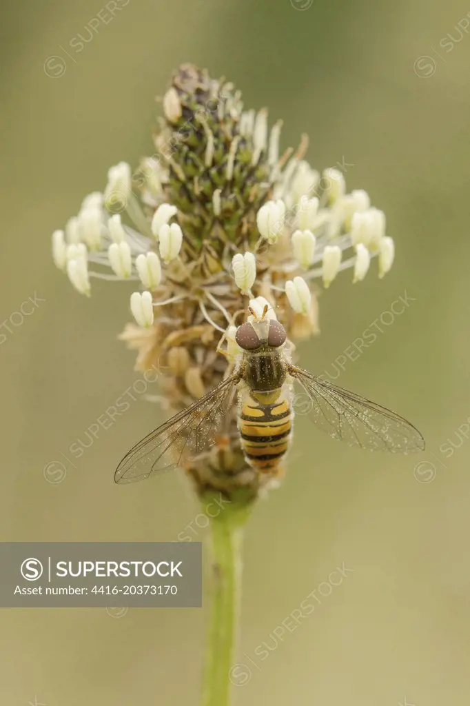 Hover Fly (Syrphus ribesil) on Ribwart Plantain (Plantago lanceolata) feeding, pollen on open wings Norfolk UK