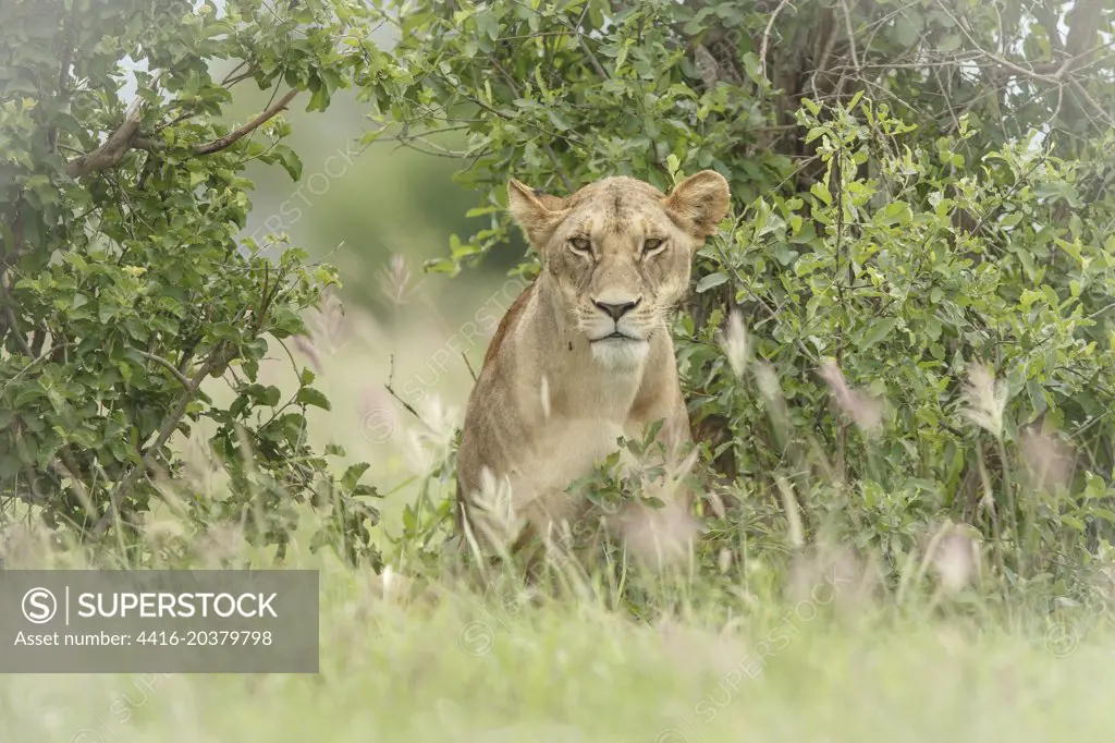 African Lion, Panthera leo, Female, Tsavo West National Park, Kenya, East Africa