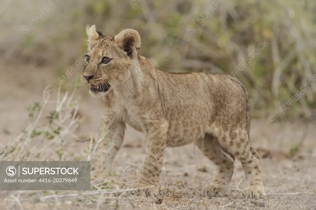 Lion, Panthera leo,  two young cubs  males, Amboseli National Park, Kenya, East Africa