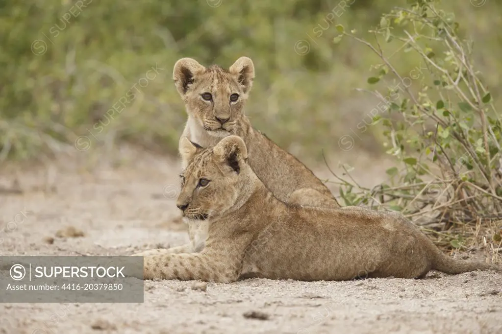 Lion, Panthera leo,  two young cubs  males, Amboseli National Park, Kenya, East Africa