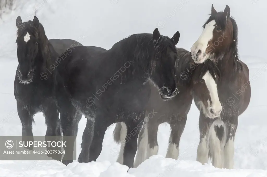 Belgian Work Horses, deep snow, isolated background, two pair, ranch location Montana ,USA