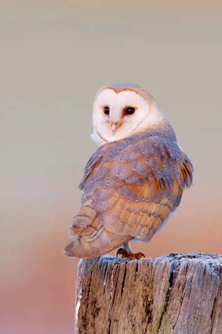 UK, England, Barn Owl (Tyto Alba) perching on post