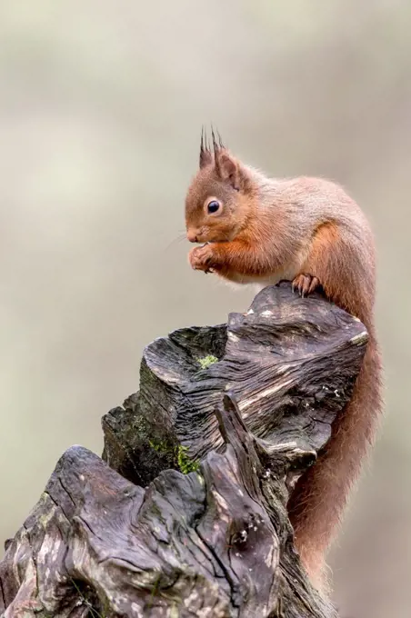 Red squirrel (Sciurus vulgaris) on tree stump, Cairngorms, Scotland