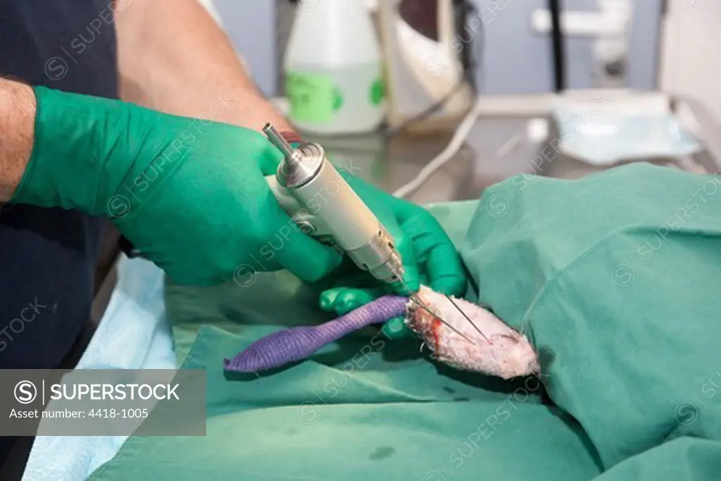 Leg of red kite (Milvus milvus) being pinned by veterinary surgeon