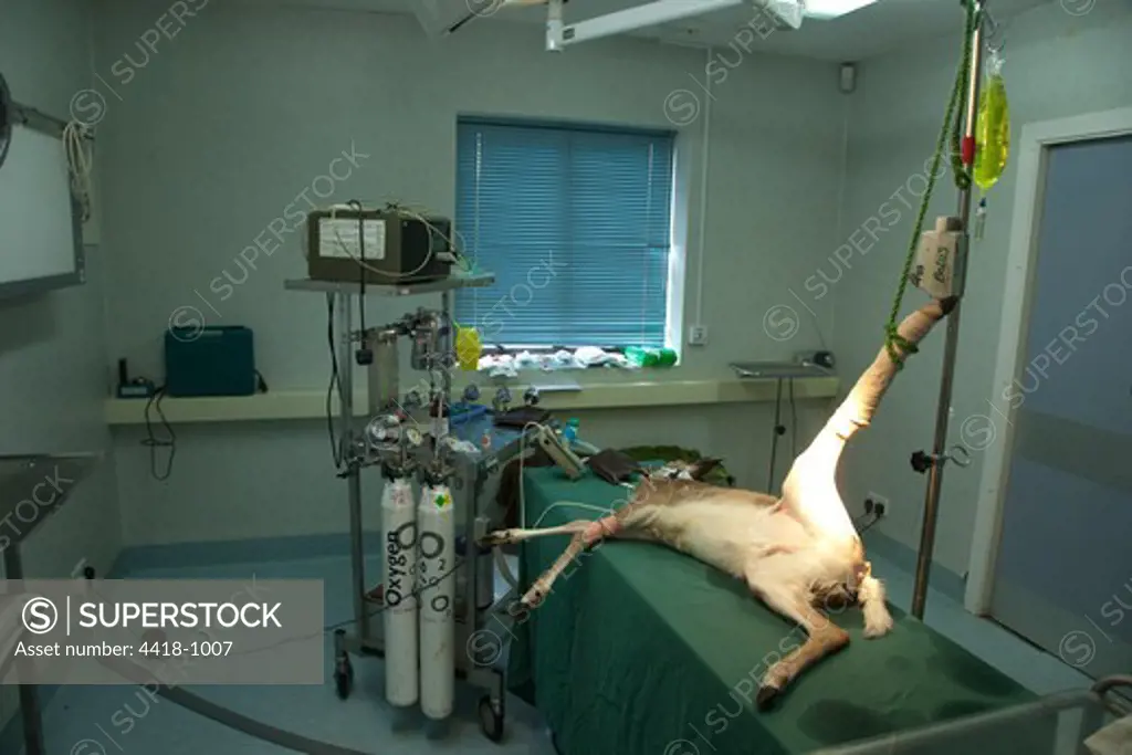 Preparing surgery for amputation of hind leg on Fallow Deer ( Dama dama ) by vet