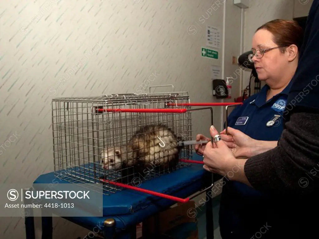 European Polecat (Mustela putorius) Nurse using crush cage to restrain for sedative injection