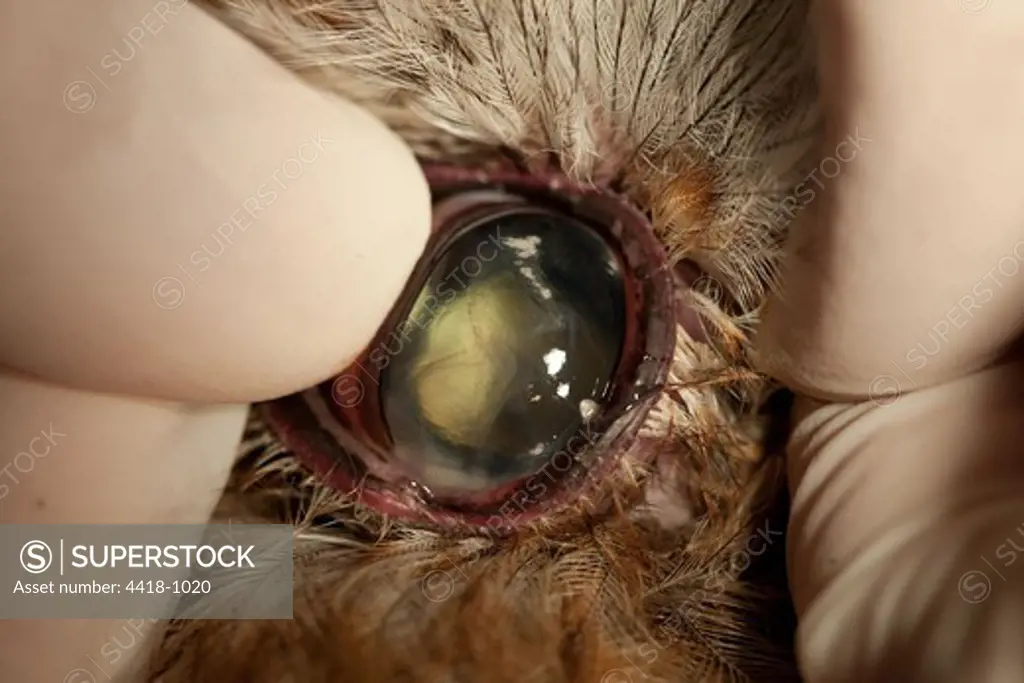 Tawny Owl (Strix aluco) Cataract in eye, close-up