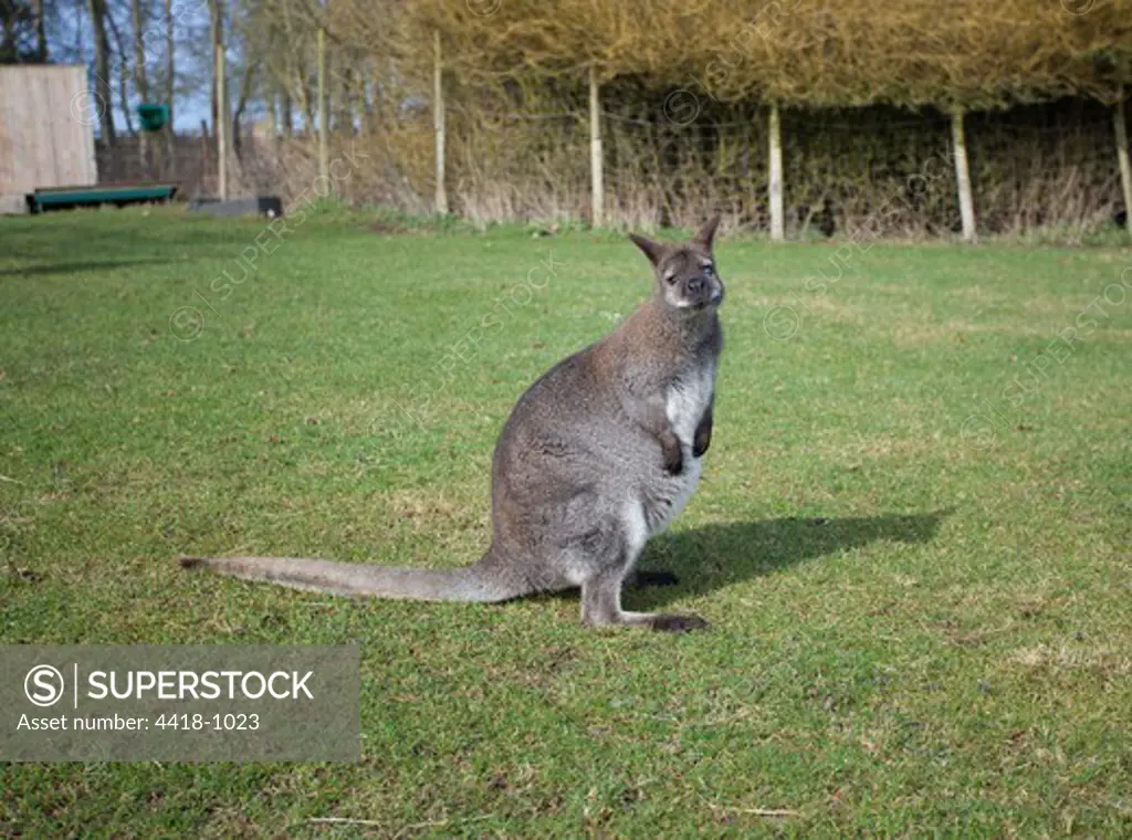 View of Red-necked wallaby (Macropus rofogriseus) Blind through cataracts