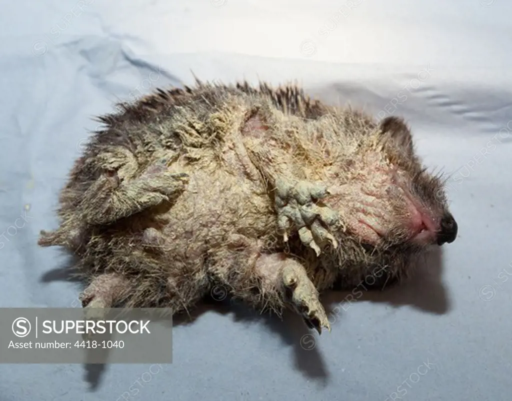 European Hedgehog, Erinaceus europeus, infected by Mange mite (Caparinia triplis)