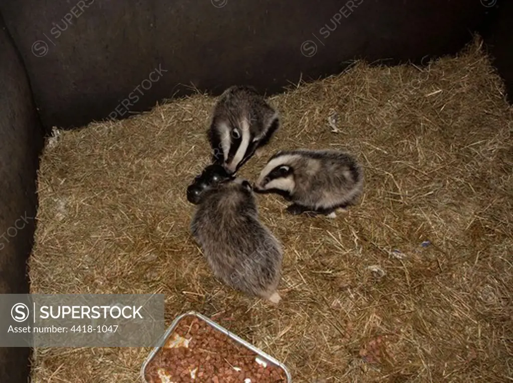European Badger (Meles meles) orphaned cubs being integrated