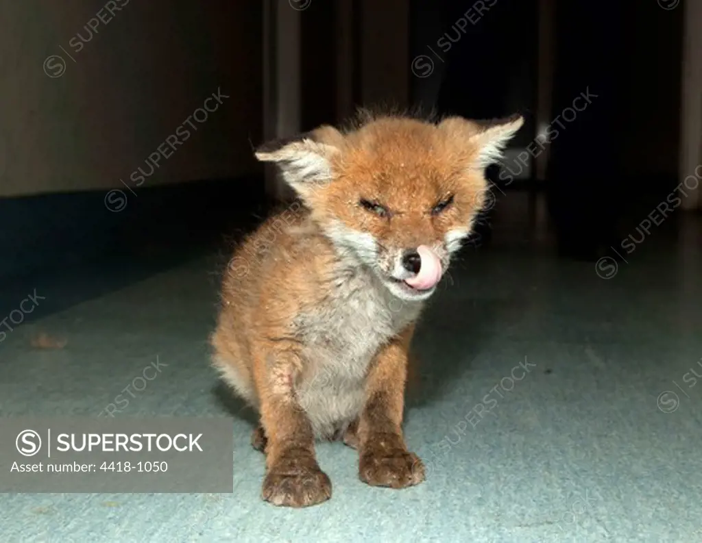 Fox (Vulpes vulpes), cub infected with sarcoptes Mange mite (Sarcoptes scabei)