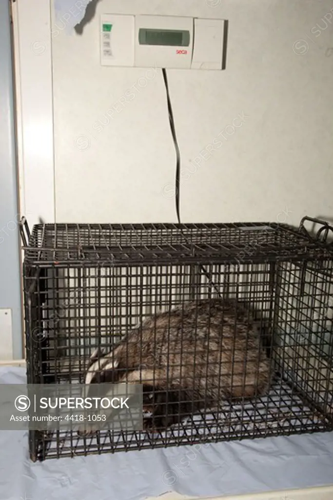 Badger (Meles meles) weighing on scales