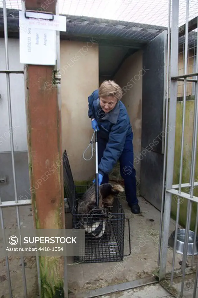 Nurse handling Badger (Meles meles) with dog grasper