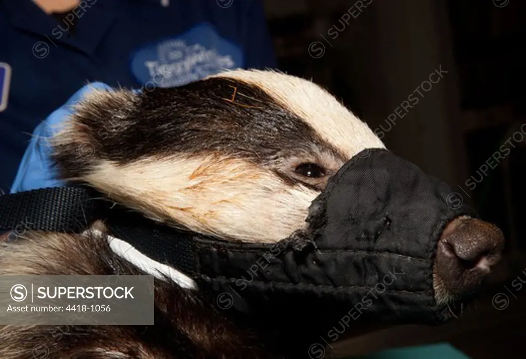 Badger (Meles meles) with jaw muzzle