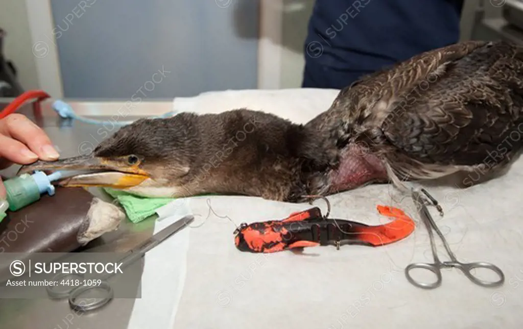Cormorant (Phalacrocorax carbo) under anaethetic to remove fishing tackle