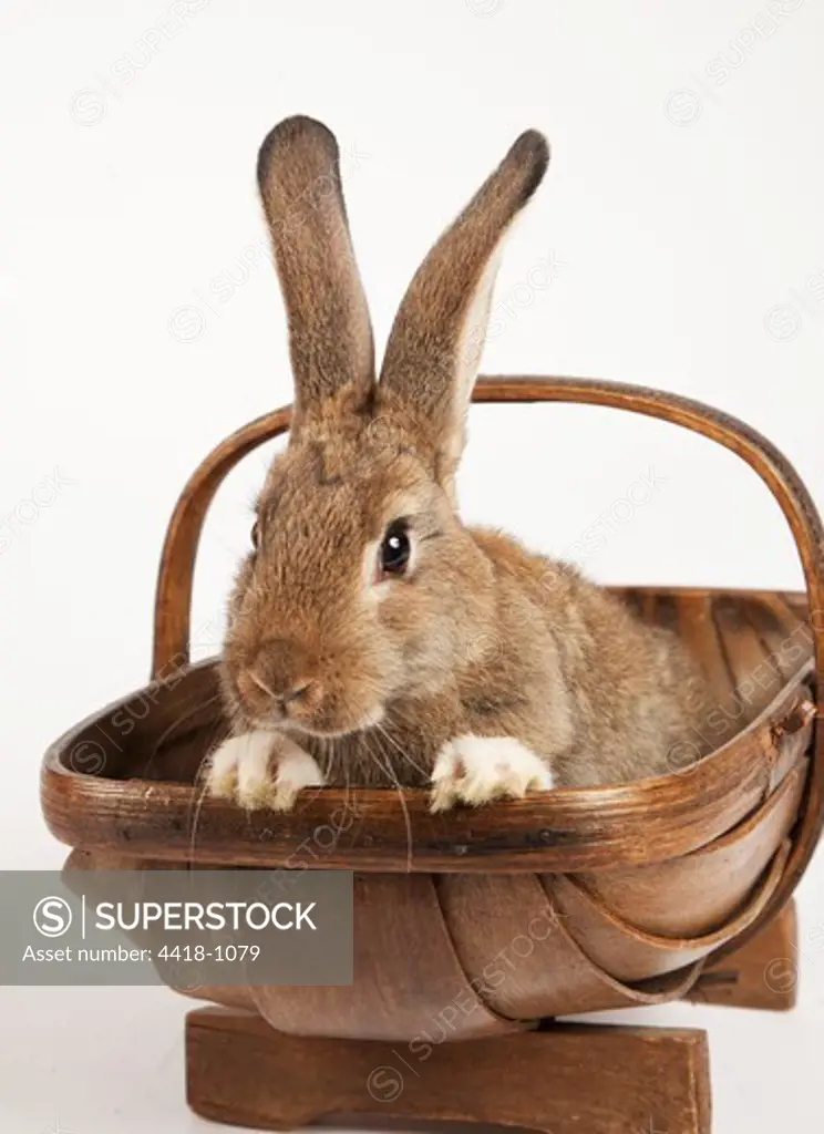 European Rabbit (Oryctolagus cuniculus) in bucket