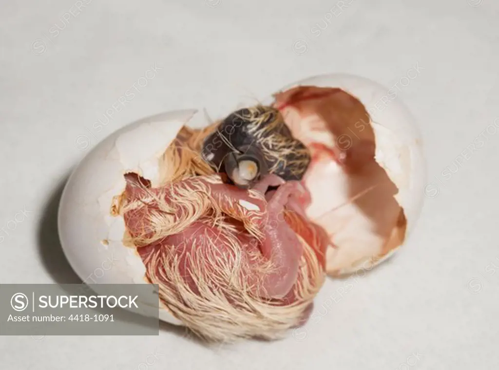 Barn Swallow (Hirundo rustica) chick springing from egg