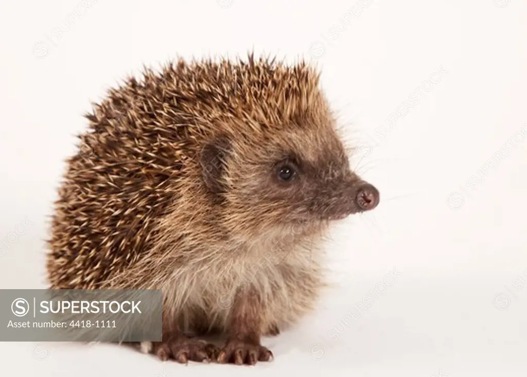 European Hedgehog (Erinaceus europaeus) in studio