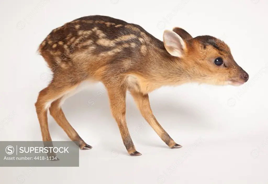 Juvenile Reeves's muntjac deer (Muntiacus reevesi) captive