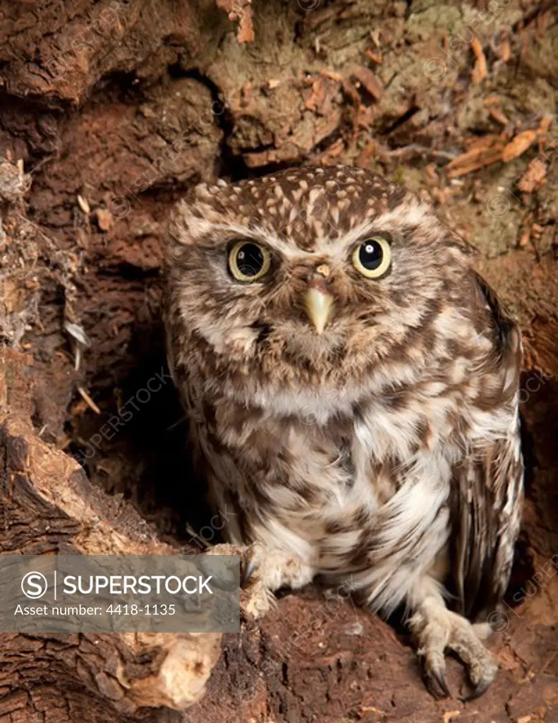 Little Owl (Athene noctua) captive