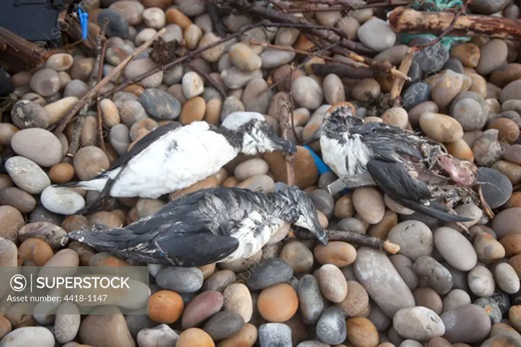 UK, England, Dorset, Chesil Beach, Chesil Beach, Razorbills (Alca torda) oiled and dead on beach