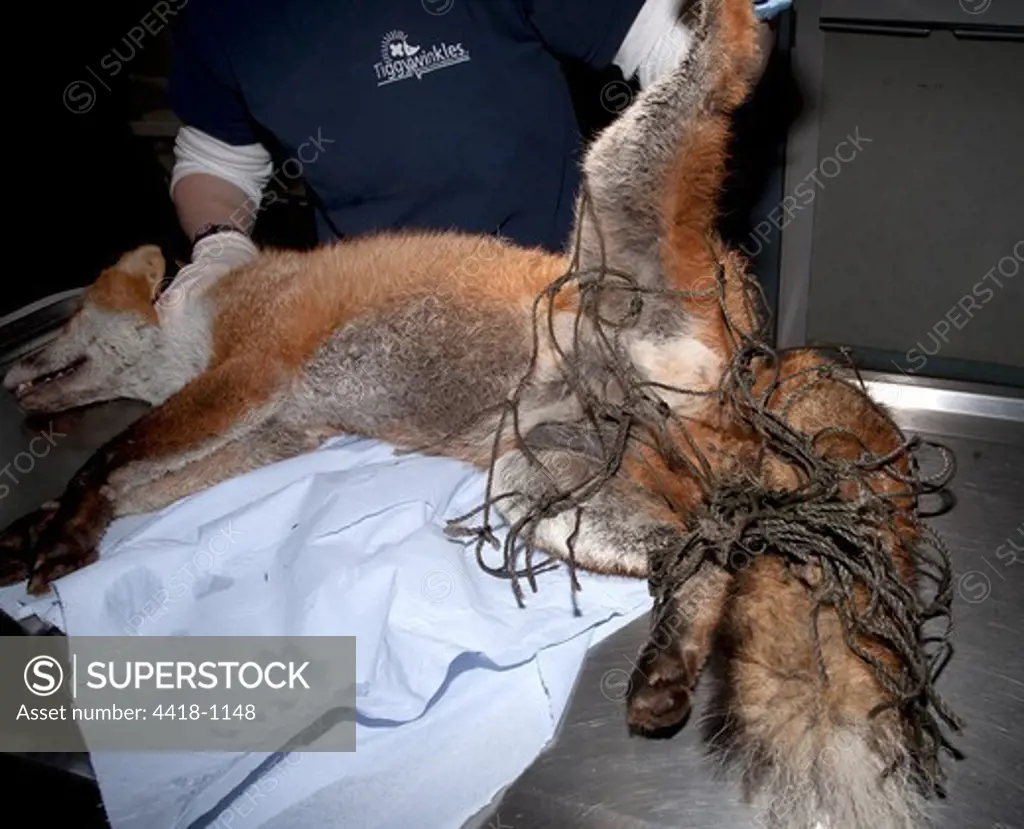 UK, Norfolk, Fox (Vulpes vulpes) entangled in football net, being treated at wildlife hospital
