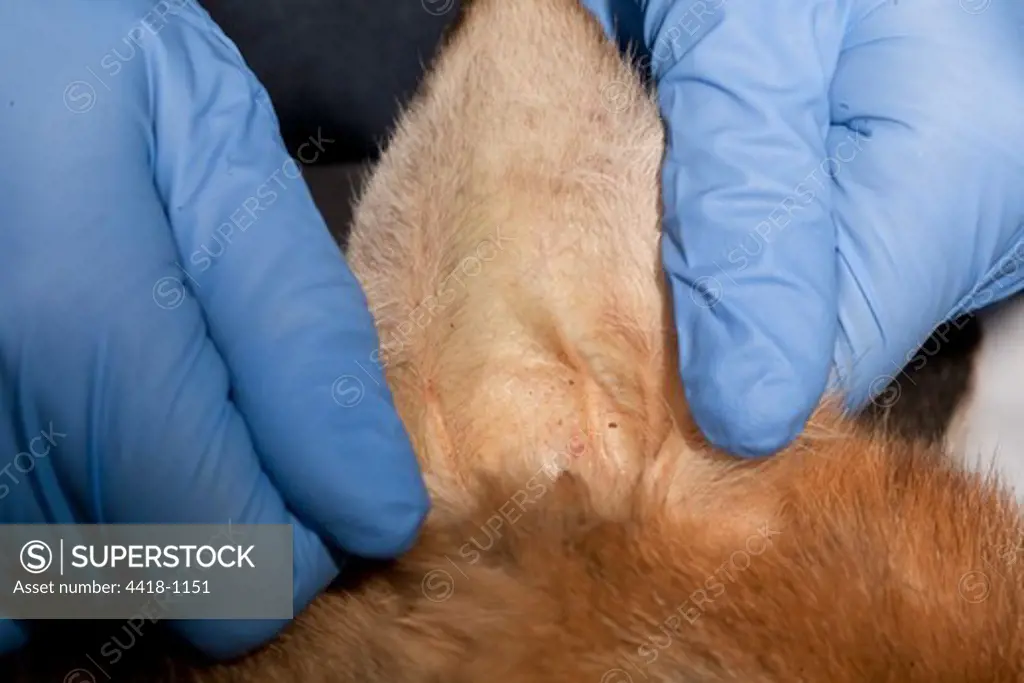 UK, Norfolk, Fox (Vulpes vulpes), Infectious canine hepatitis