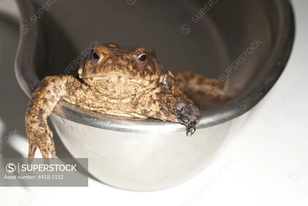 Toad (Bufo bufo) with missing limb due to strimmer injury