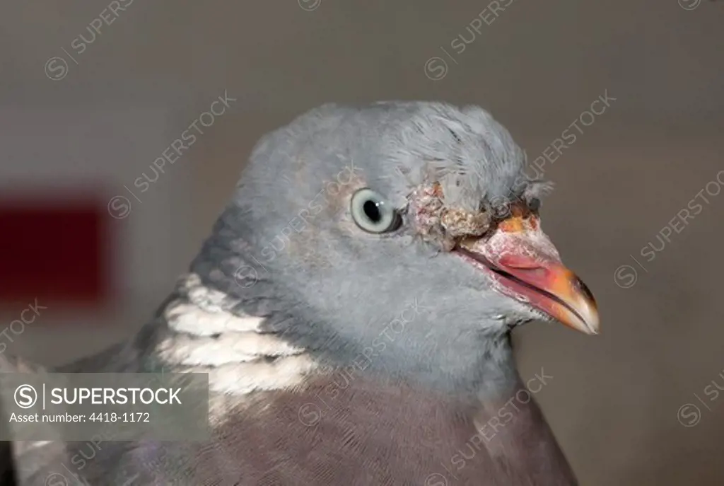 Wood Pigeon (Columba palumbus) with avian pox