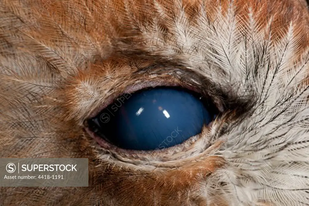 Tawny Owl's eye