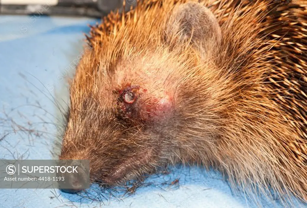 Hedgehog in animal hospital